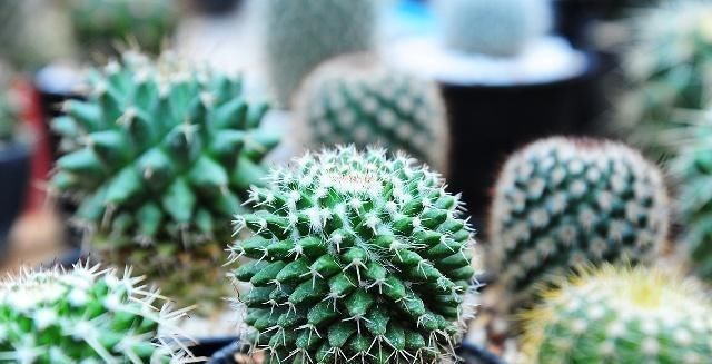 夏季如何养|这五种“花卉”都是懒人花,每月浇水一次,不会烂根,远离黄叶