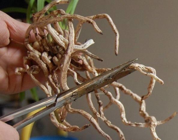 兰花|新网购来的兰花你知道如何上盆吗,上错盆立马死给你看