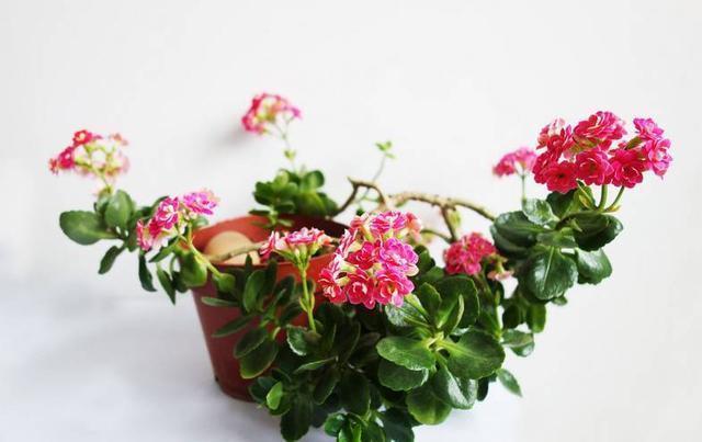 学会这4点,轻轻松松养好你的长寿花,花疯长花苞花期长
