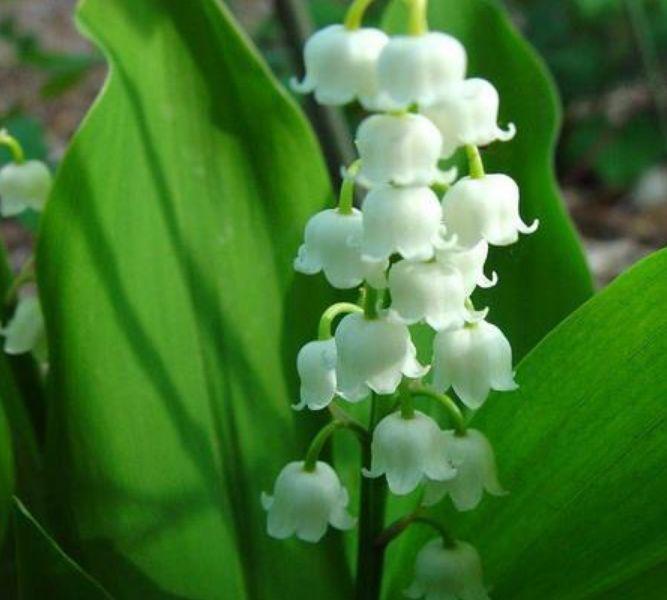 此款花卉,花艳易爆盆,花姿妖娆,四季繁花似锦,姿色艳丽