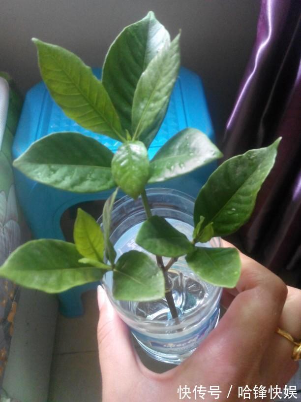 到了秋天只能扦插这4种花,剪根枝条能生根,来年开花香满屋