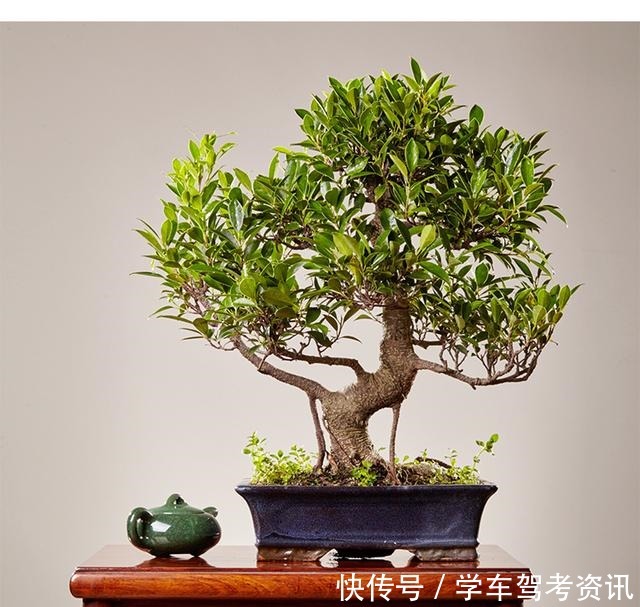 7种花,就得小盆养,盆越小水越少,长得更快!