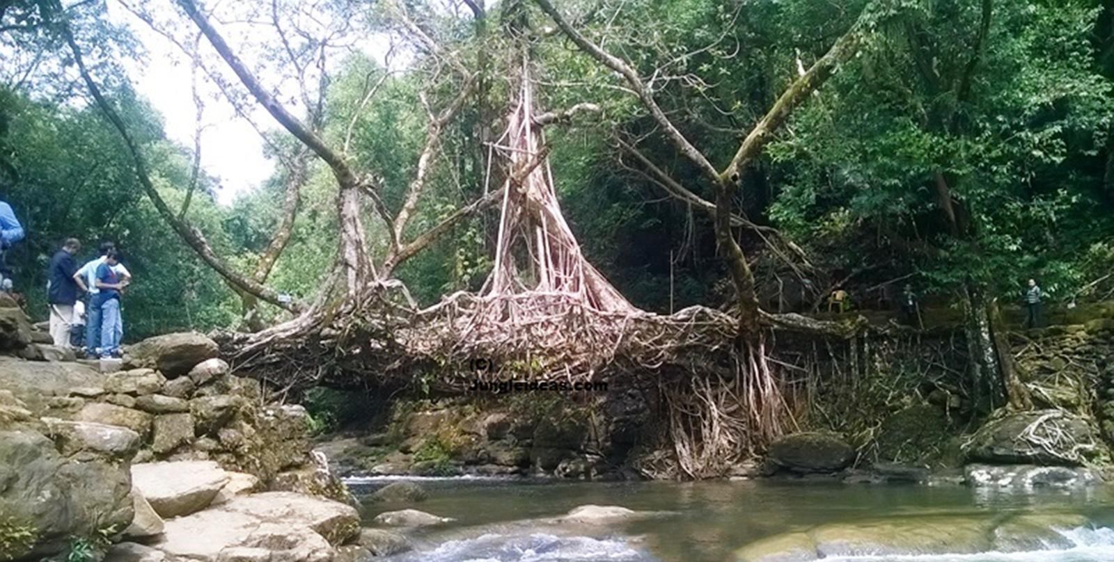 当地人|印度当地人，用树种了一座桥，500年间越变坚固