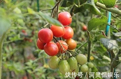 水果|聪明的女人多吃3种水果,能排毒养颜、清污血,子宫更干净!