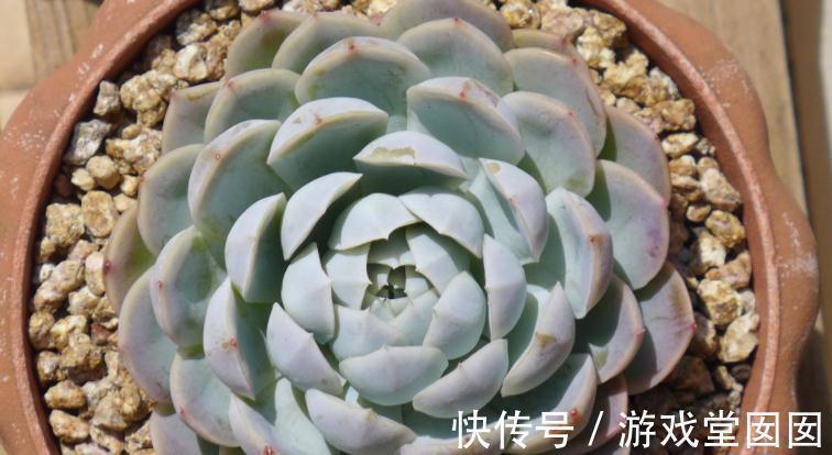 冬天买多肉,虽然价钱便宜,但不注意这些,却难服盆、易伤亡