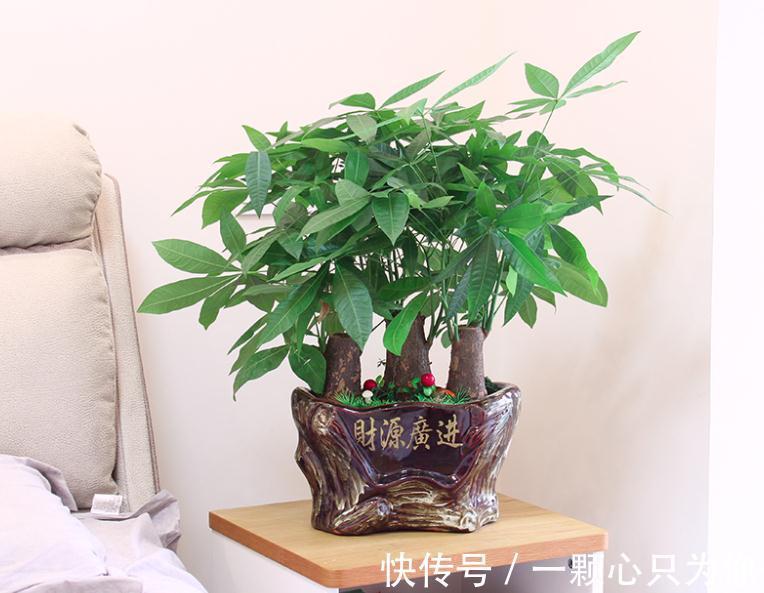 这3种植物不怕冻，天冷室内盆栽枝叶翠绿有光泽，状态好极了！