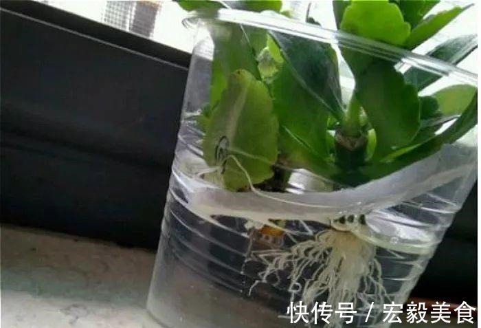 天竺葵|3种懒人扦插法,插啥都活,大白根蹭蹭冒!