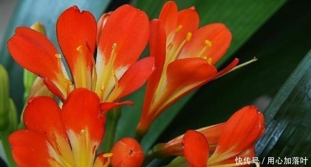 “1种水”浇君子兰，7天冒出“大白根”，让你家的花更美观