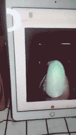 |搞笑GIF：假装什么都没有发生，我只是一个普通的路人甲……