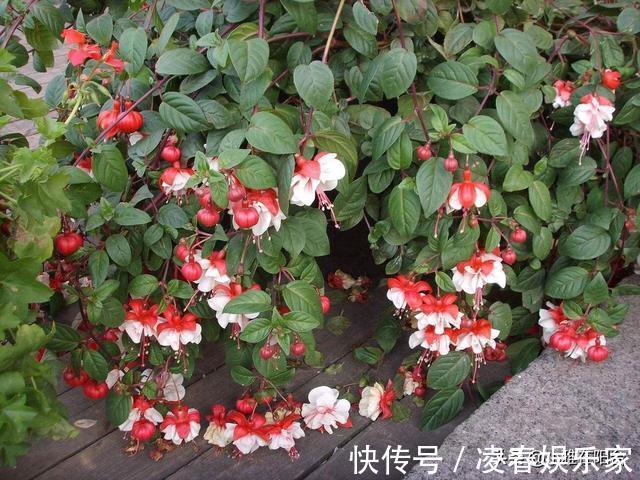 比绿萝还漂亮的花，一个枝泡水里，10天长根，喜庆好看，一开99朵