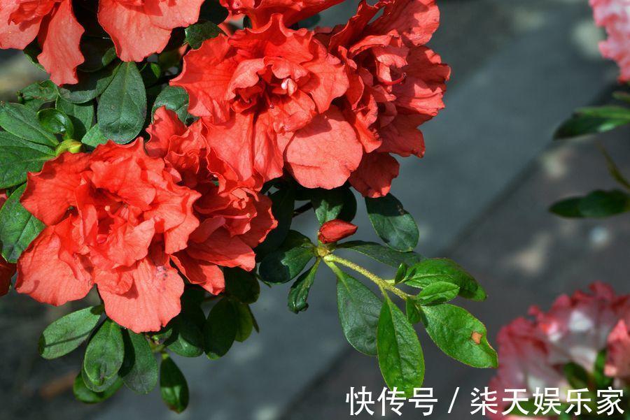 花友|花谢后做这一步,3天窜8个芽,一个月就爆盆!