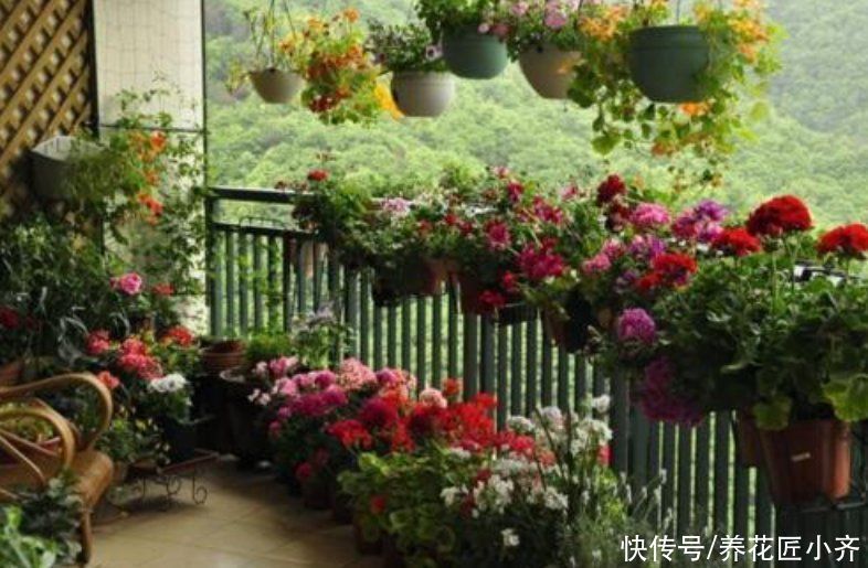 植物|养花忌讳“3种肥”，乱用不好，避免以后就不再黄叶，不用再发愁