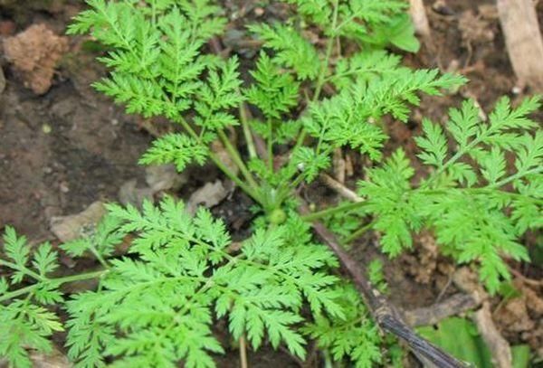 青蒿|家里花卉烂根烂叶,几种天然灭虫法,不生虫养花好