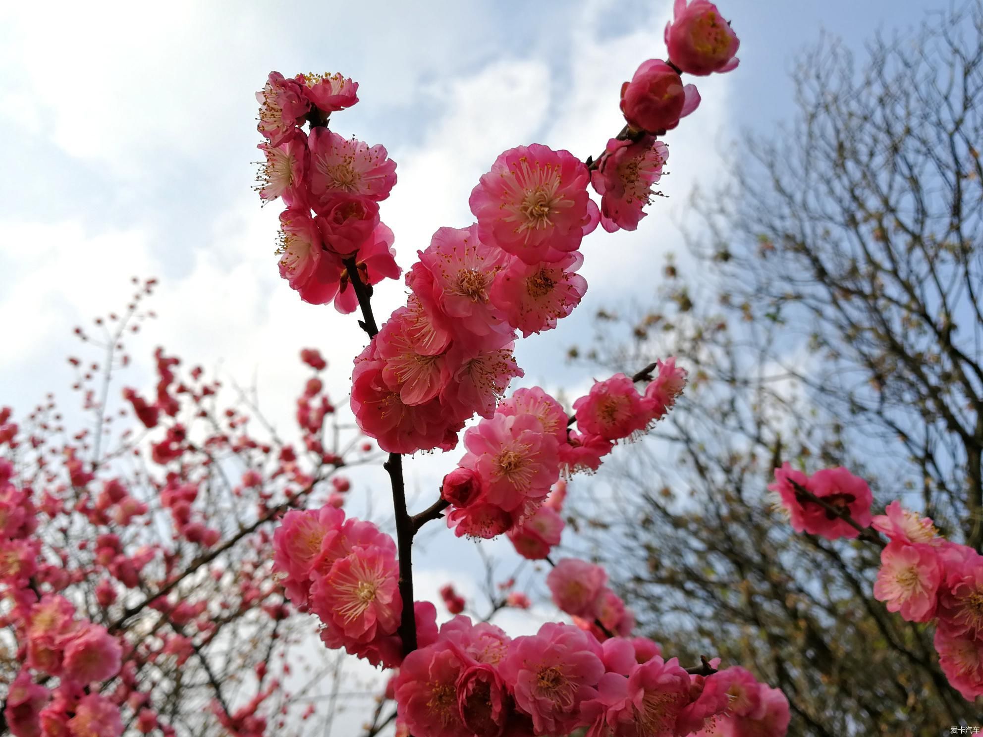 中年|大年初一的成都植物园