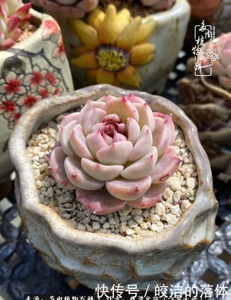 阳光露台多肉,天时地利人和!美肉知时节,当春乃发生!