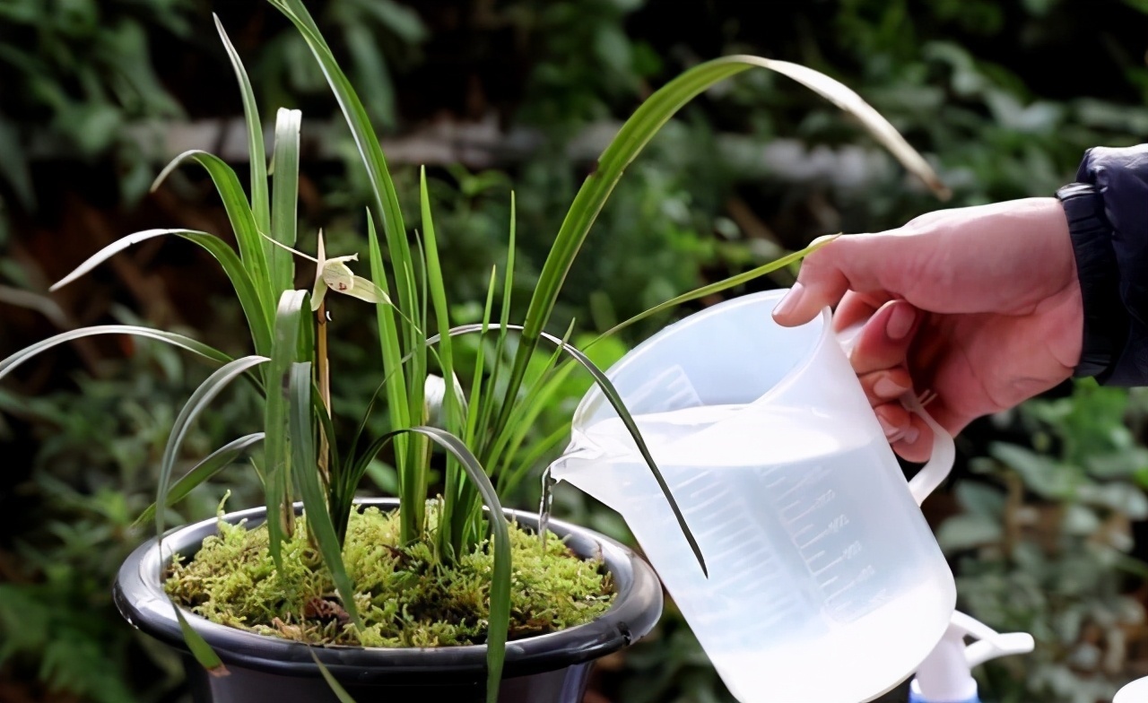 损伤|养花浇水有讲究,3个“手病”使不得,浇一盆死一盆