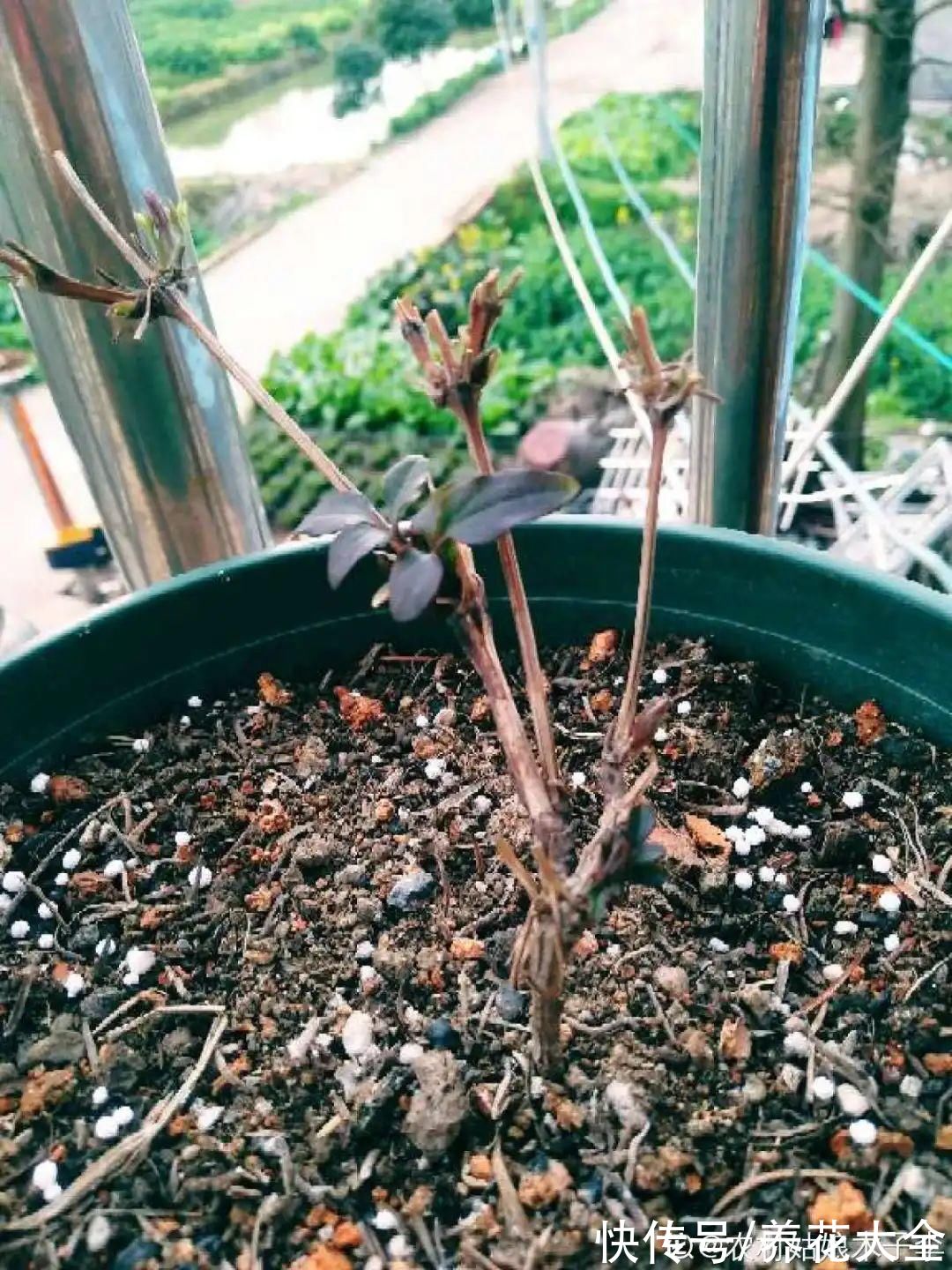 7种花冬天会假死，叶子掉光不要扔，明年还能大爆花