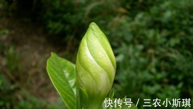 植株|栀子花这样修剪, 长得更茂盛, 花芽冒不停!