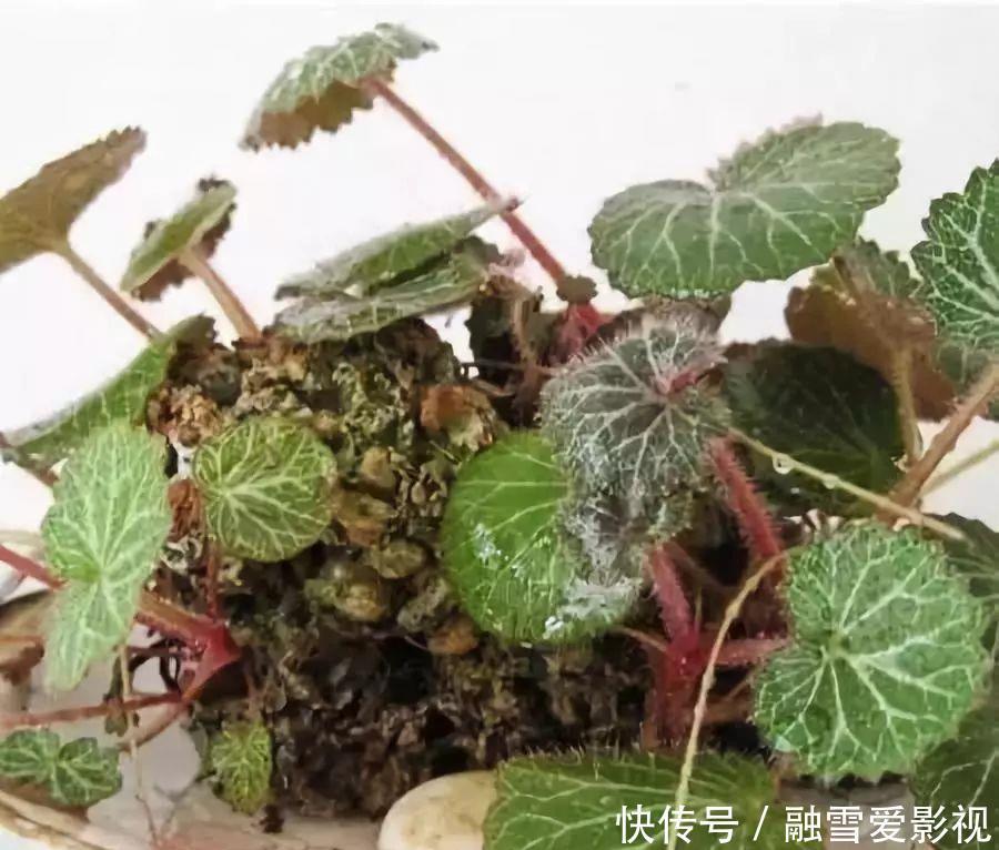 甲醛|家里养这12种“吸毒”绿植,净化空气,老人小孩少生病