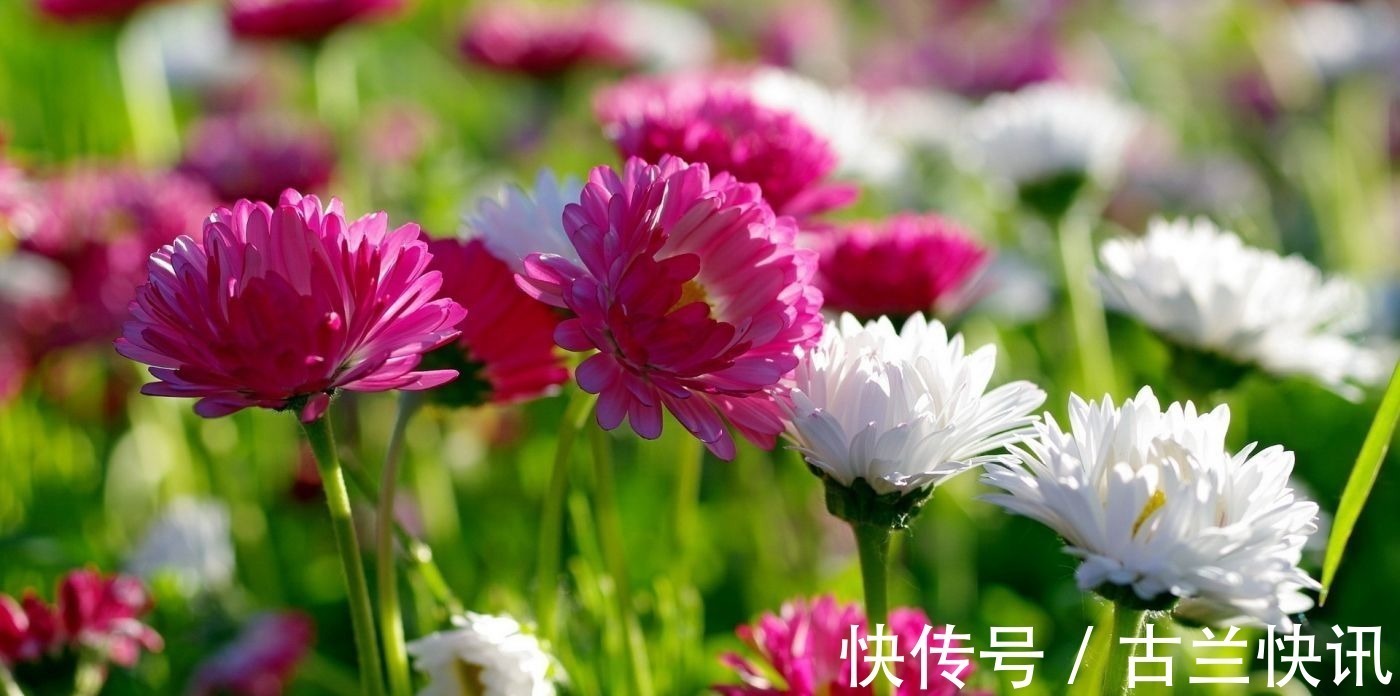 野菊!关于秋天的34首诗词,勾起了无数人的乡土情怀