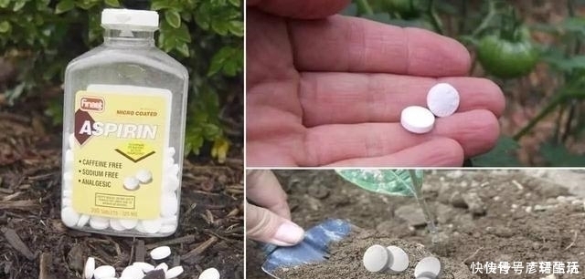 花卉生根快,别用什么生根剂,生根粉,用1粒小药片就搞定