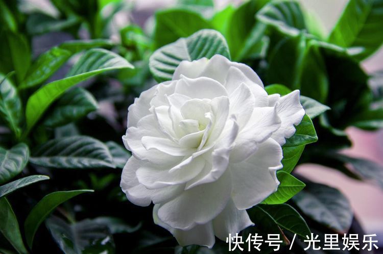 在家中养护花卉，就选择长势茂盛，花色艳丽，开花繁多的5种花卉