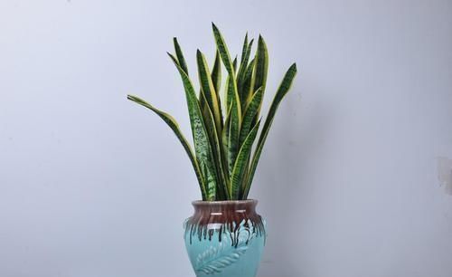 养花离不开花盆,家里有这几种花就用小盆养,根系壮呼呼爆盆