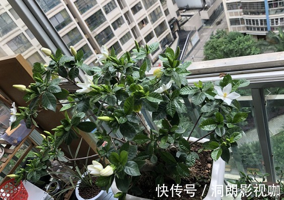 君子兰|3种植物是老酒鬼,一喝啤酒就疯长,根本不用施肥!