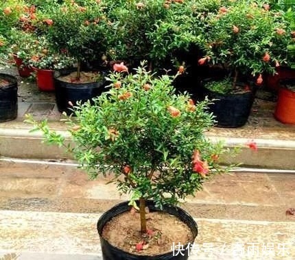 不抽烟、不喝酒,此花也要养2盆,花朵大又红,寓意子孙满堂