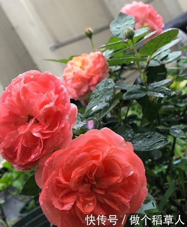 诺娃阳台,盆栽绿植“新宠”,花又美又香,四季开不停,值得拥有