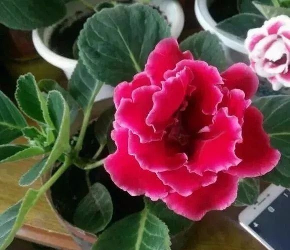 这些花草不要往叶面上喷水，否则只剩下花盆