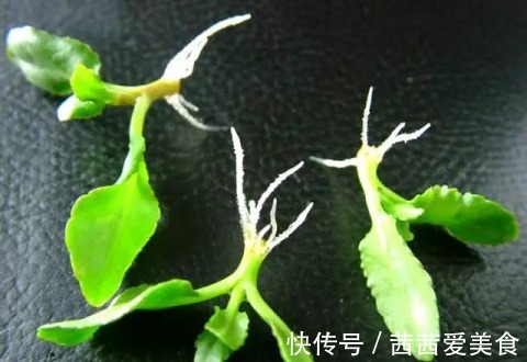 叶片|这4种花，剪个枝插水里，10天就生根，特别好养活！