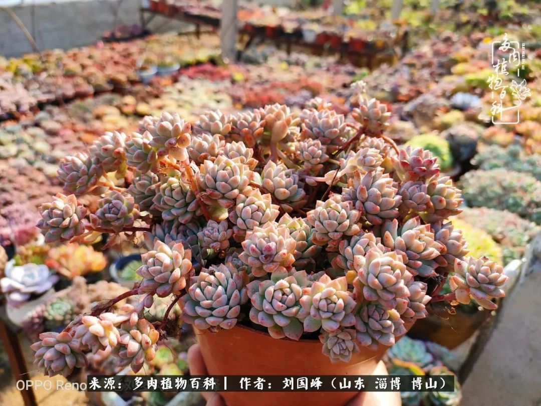 贵的不一定是对的，你的多肉究竟值多少钱附冬季养护攻略！