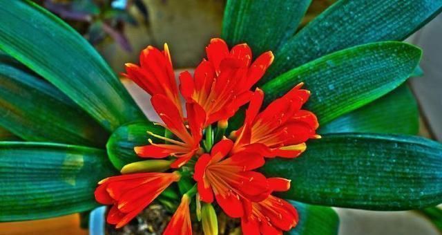 羊粪|这3种东西“人见人嫌”，邻居却捡来养花，盆里埋1点