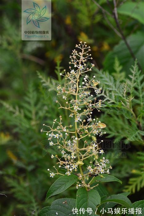 砒霜|山砒霜，见过吗？治类风湿性关节炎、红斑狼疮、银屑病