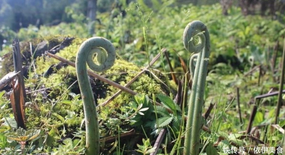 驱虫剂|农村常见的一种野菜，不仅可以食用还能拿来当做驱虫剂使用