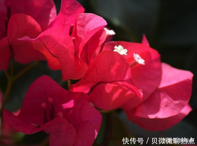 盘点三角梅十大常见品种,哪一种最名贵