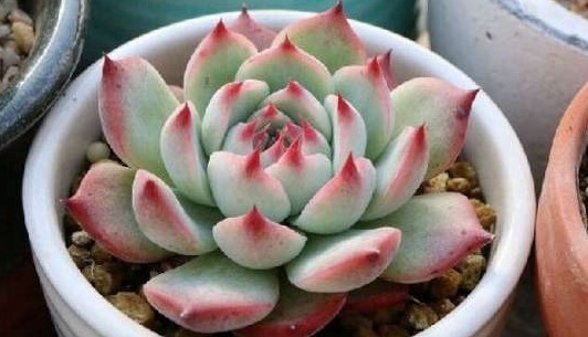 家里养上如下多肉植物准没错！既好看又好养，“养花杀手”的福音