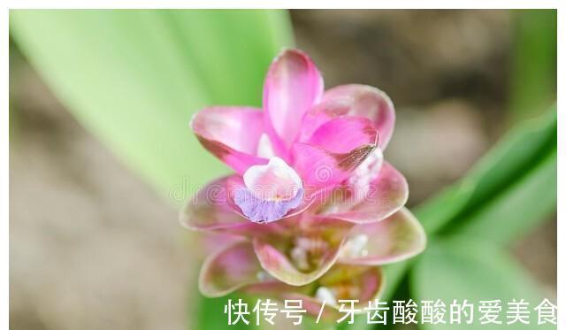 老话“生姜开花，墙倒屋塌”有道理吗？生姜为何会开花？
