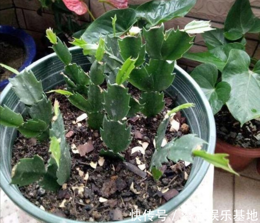君子兰|你知道吗？夏天6种花要“休眠”，浇水多了就烂根