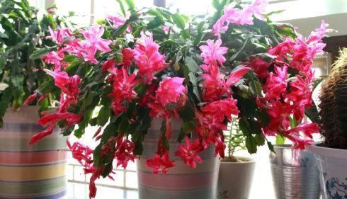 枝条|3种漂亮花,别乱浇水,水越多开花越少,旱着养反而长得旺