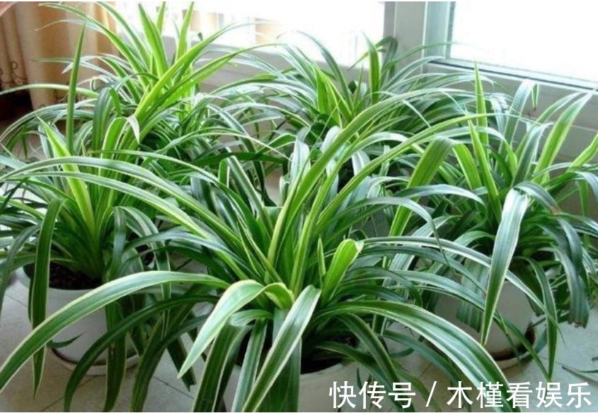 发黄|吊兰发黄、瘐弱“改掉”3个坏习惯,再施1种肥,叶油绿,长得旺