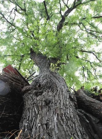  玉兰|古人最喜欢的8种“吉祥花”，养一盆日子越过越舒心