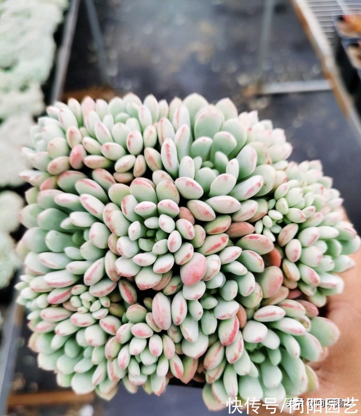 干货|养多肉的“干货”,绝对实用,别再说多肉养不活,实际很好养