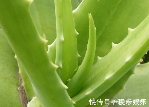 家养芦荟总是长势缓慢,学会这三个养护小技巧,轻松长出绿森林