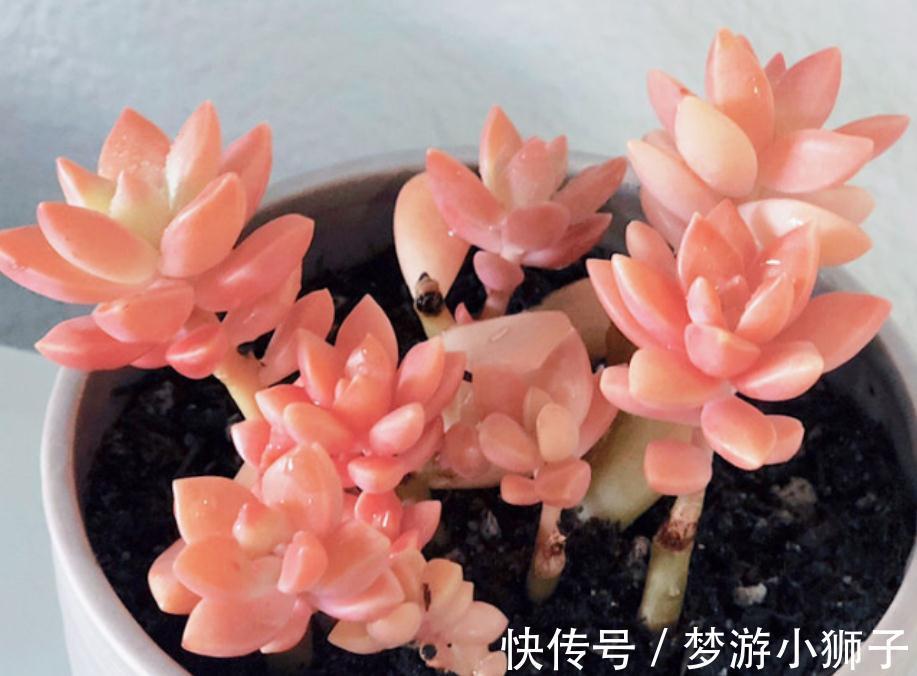 天气忽冷忽热,该怎么养殖多肉?露天还是室内盆栽好?