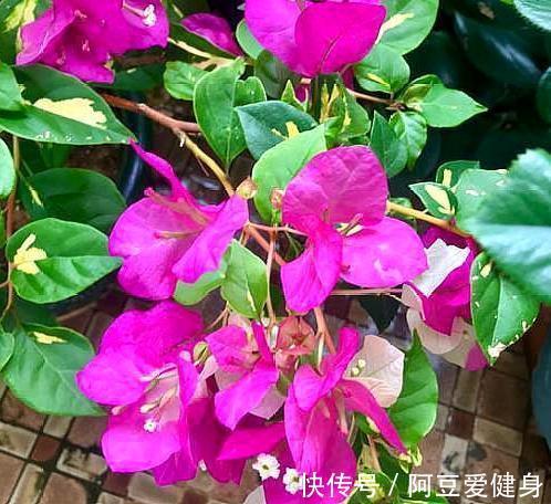 想要夏季养花，用作装饰阳台？盆栽它们，一眼望去美不胜收