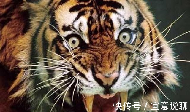 食草动物|牛只吃草,为啥长出一身肌肉,其中蛋白质从哪里得来?