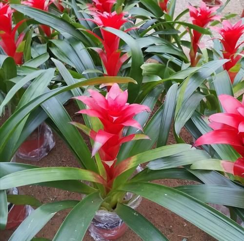  服盆|新买的花，4件事别做错，否则不易服盆，难养活