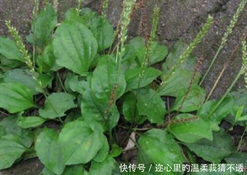 农村常见的野草用处可不小,坚持每天泡水喝,几个惊喜找上门